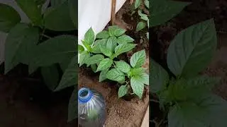🌿🌿усё💃одна грядочка в теплице готова . 