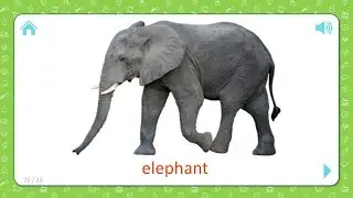 Elephant - Wild Animals - Flashcards for Kids