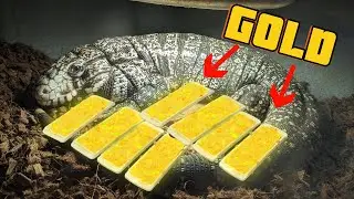 DIY Tegu & Monitor Lizard Food | Homemade Repti-Links Alternative