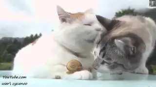 Смешные кошки