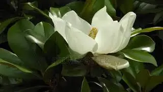 stock footage white flower of southern evergreen magnolia with glossy green leaves gently swaying in