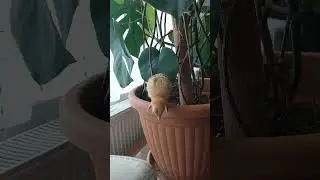 Two little fellas #amazing #funny #funnyvideo #funnyshorts