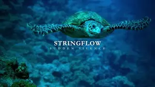Stringflow - Sudden Silence