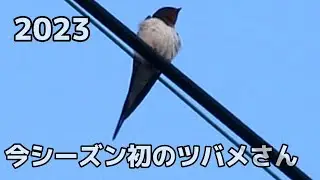 祝！！2023今シーズン初ツバメ！！