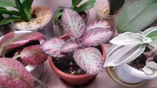 Комнатные цветы. Мои новые растюхи  Июль
