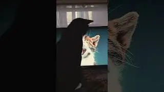 Пов:как мой кот слушает кошачьи звуки #врек #врекпж #врекомендации
