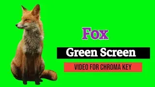 Fox Green Screen video, Animals Green Screen video,