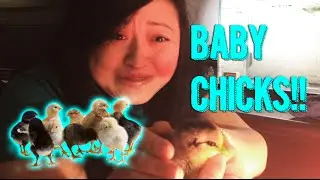 My mom's new baby chicks!