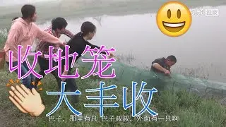 Going to the fish pond to reclaim the cage, Fish net Harvest, full of fish