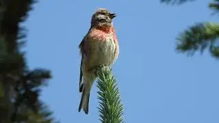 Common Linnet, makolągwa (Linaria cannabina)