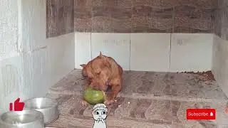 Pitbull monster coco #pitmonsters