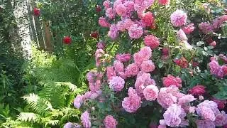 Главные розы в моем саду.