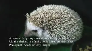 photos of the week Guardian