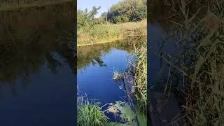 Ловимо 🐠 рибу - літо вже закінчується, 💦 місцеве #озеро, дика 🦆 #качка та #риболовля fishing video