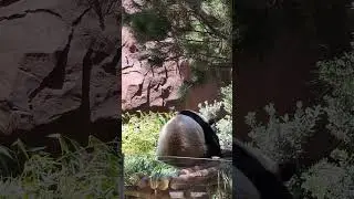 Panda Getting Comfy