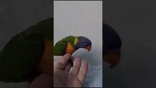 Лорикет
