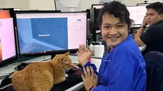 Cat help me at the work