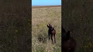 Натаска курцхаара