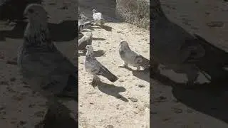 голуби Узбекистана. город Самарканд... арабхани