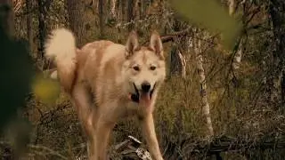 The multi-part adventure and hunting film 