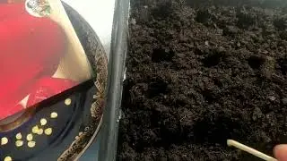 🌱Как легко посадить мелкие семена на рассаду в домашних условиях