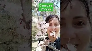 #сакура ,#коучинг ,#живисейчас