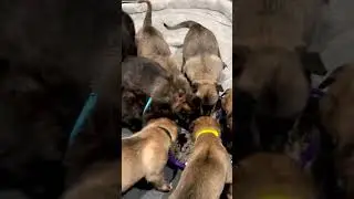 Milk or Mush? The Puppy Dilemma!
