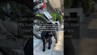 Cats can predict earthquakes. We humans are not 100% sure how they do it. There are...