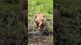 Лев на водопое. ПАРК ЗЕМЛЯ ПРАЙДА 🌿 #животные #zoo #lion