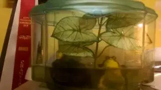 Froggit the Bullfrog calling his bros.