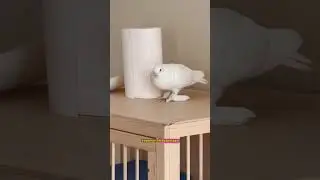 A story about pigeons doing this too. Just a fun fact. 