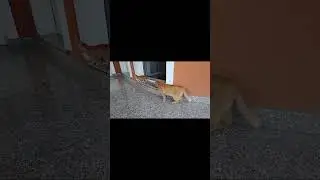 Holdacska és Cuki Cicáim  2023.05.21. #cicak #cat #catlover #catvideos #shorts #shortvideo #youtube