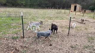 FARM SOUNDS 🌞 - Morning Chores Edition (No Talking / Relaxing / ASMR) #farmfriends