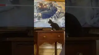 Lazy Way To Play With You’re Cat #shorts
