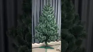 Сосна с белым кончиком