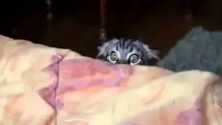 Котик испугался фильма ужасов