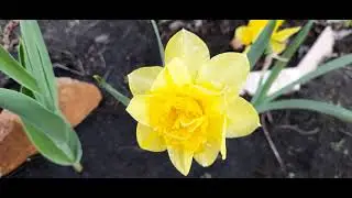 #narcissus