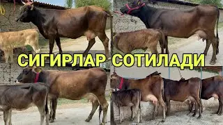 САРВАР БЕКДАН 3 БОШЛИ ШВЕД КАШТАН СУТДОР ТИГДОР СИГИРЛАР СОТИЛАДИ SOTILADIGON SIGIR 20 августа 2024