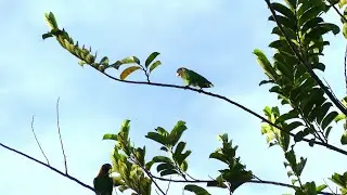 Caica Parrots (Pyrilia caica), French Guiana