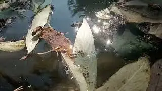 Пчелиное озеро в Самаре