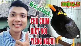 Chuyện kỳ lạ có một không hai, chú chim nhồng biết nói tiếng người như một đứa t.r.ẻ - Mynah Bird