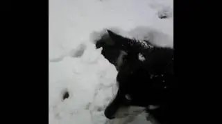 Собака и снег!!!