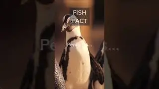 Penguins are actually birds. They spend 75% of their lives underwater. #shorts