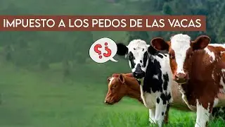 El primer IMPUESTO a los PEDOS del mundo 🐮¿METANO de las VACAS?