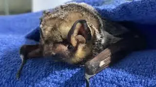 Even more Hoary Bat snack time!