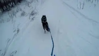 Я и Норд. Лыжи. Трасса Битцевский лес.