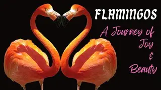 Pink, Graceful and Balanced on One Leg - Meet the FLAMINGO