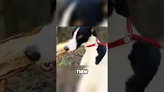 Meet the Polish Greyhound - An Affectionate Dog That Loves Chasing