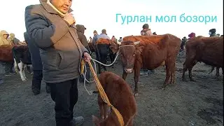 Гурлан мол бозори Оно бола сигирлар нархи 21 11 28