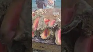 Giant snails or Giant "Conch" on Nassau island, Bahamas #royalcaribbean #bahamas